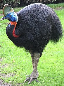 Cassowary similar to extinct raptor dinosaurs