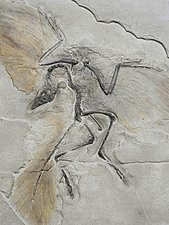 Missing Link Archaeopteryx