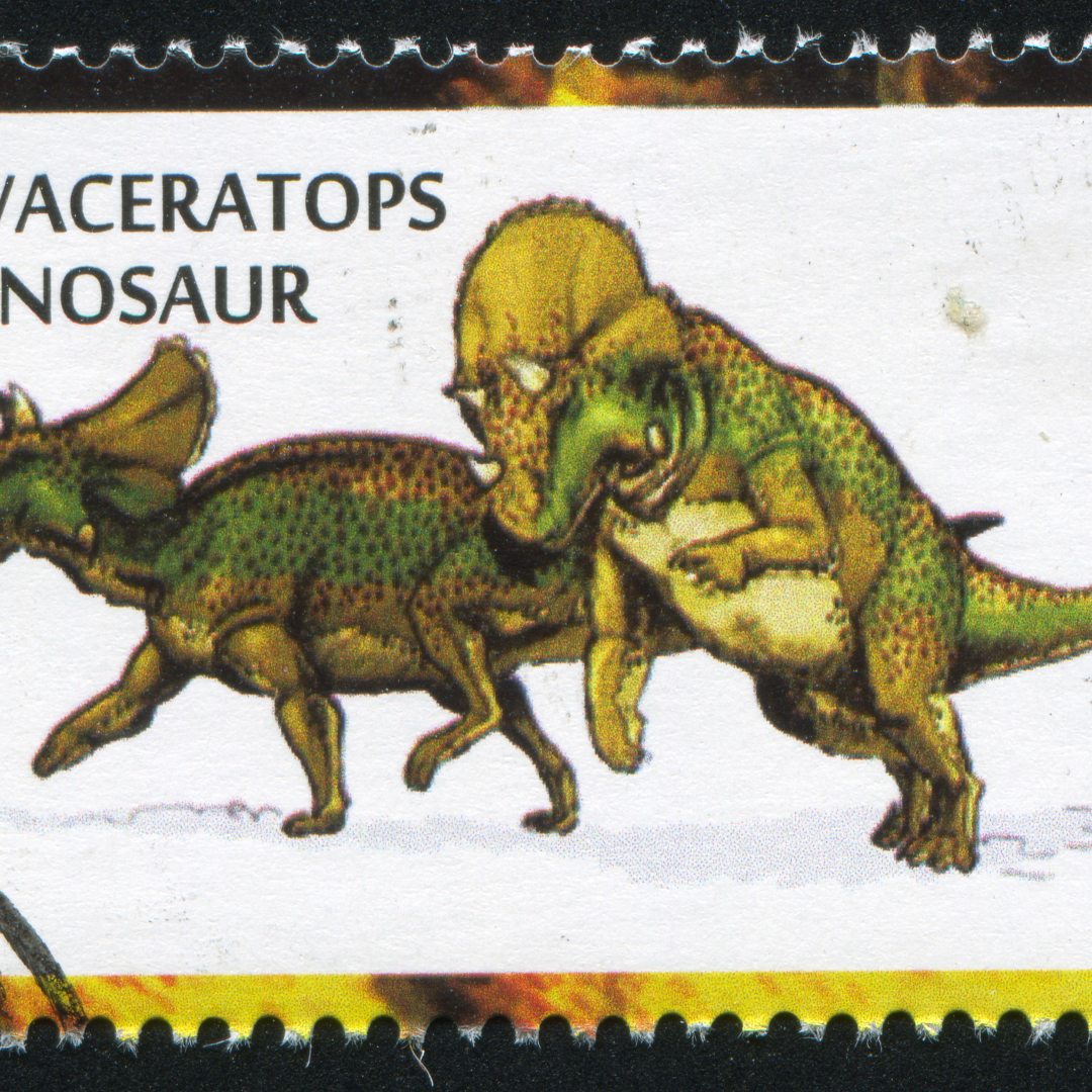 Avaceratops Dinosaurs Everywhere.com