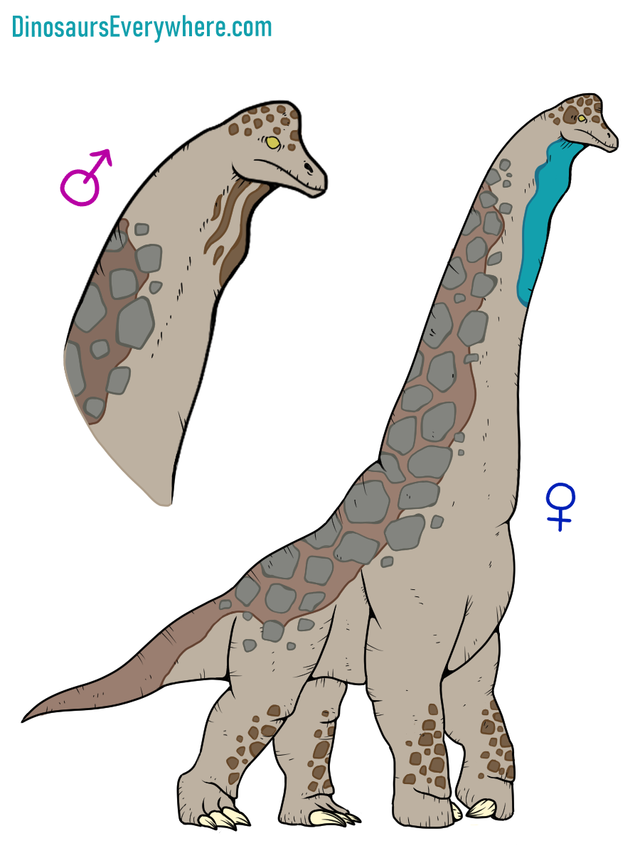 Brachiosaurus concept art showing possible sexual dimorphism between male and female